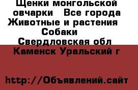 Щенки монгольской овчарки - Все города Животные и растения » Собаки   . Свердловская обл.,Каменск-Уральский г.